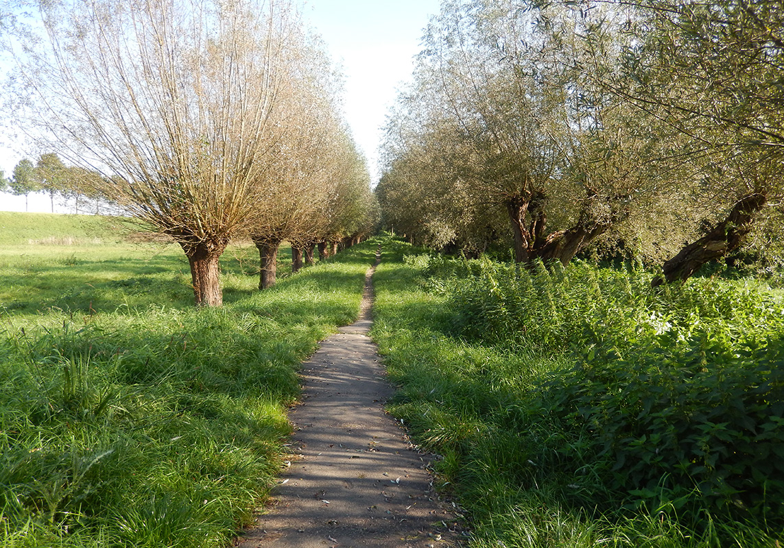 Knotwilgenlaantje_holthuizen