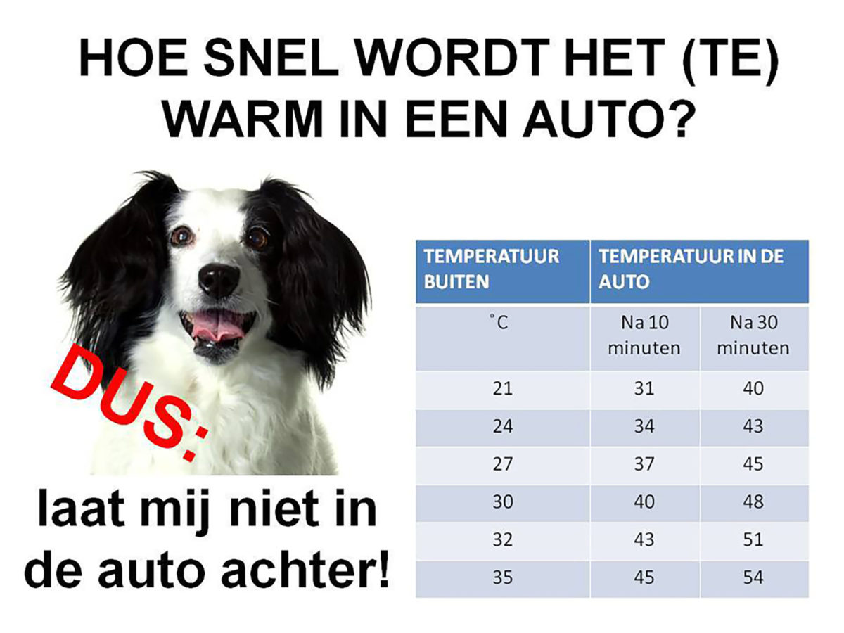 Hond in auto groot