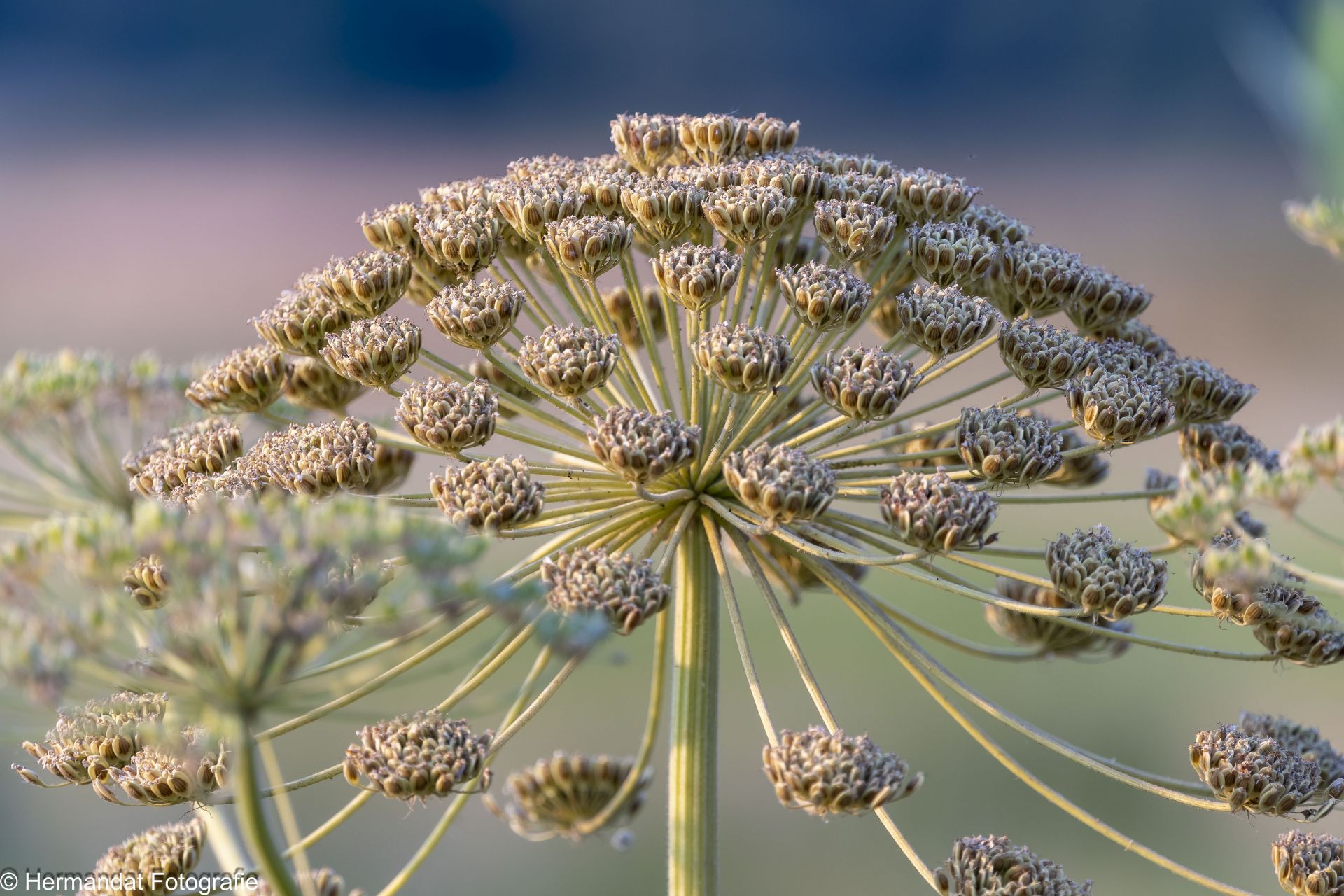 Met IVN RijnWaal varen naar de Ewijkse Plaat - Omroep Lingewaard