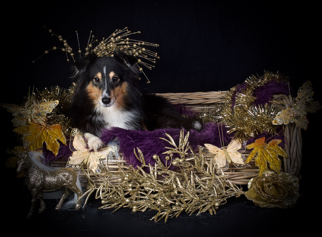 Santa Paws Christmas Fair - Omroep Lingewaard